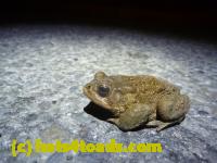 /home//u458753944/public_html/sourcegallery//Roxborough Toad Detour/2013-2019/2013/2013-04-09/P1120054.JPG